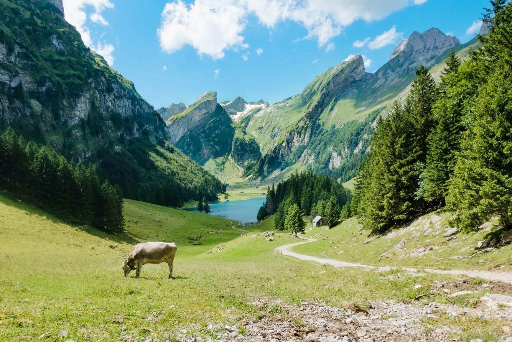 berglandschaft mit Kuh auf einer Wiese