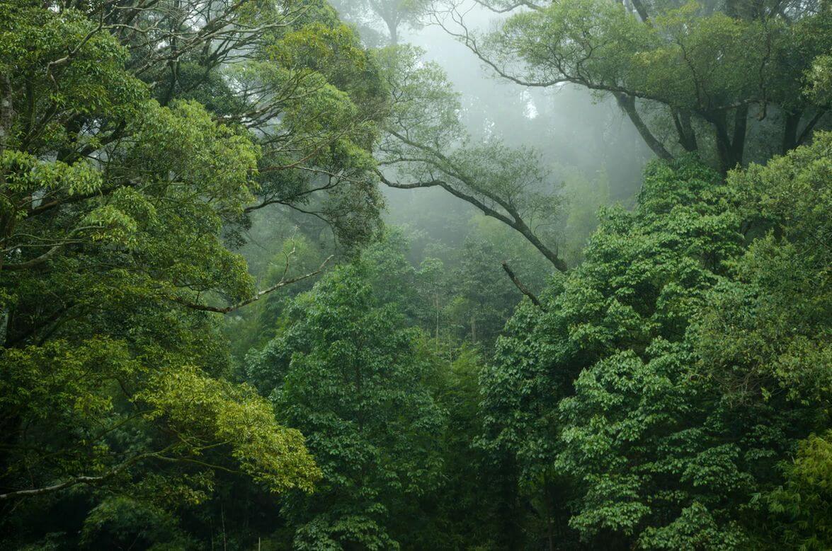Die Abbikdung zeigt einen dichten Urwald